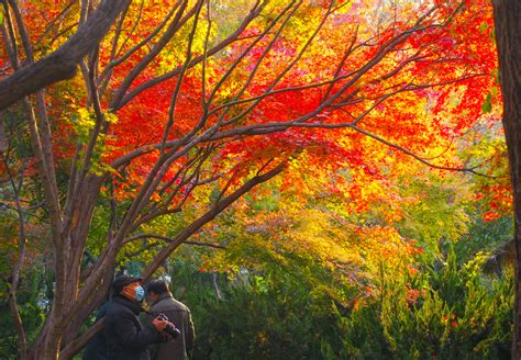 Das Quancheng-Park – Eine Oase der Ruhe mitten im pulsierenden Jinan!