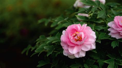 Das Heze Peony Garden – Ein blühender Traum für die Sinne und ein perfekter Ort zum Verweilen!