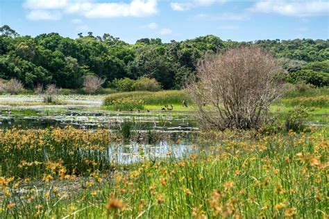  Das iSimangaliso-Feuchtgebiet: Ein Paradies für Naturliebhaber und Abenteuerlustige!