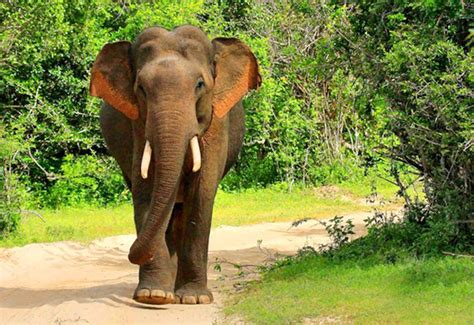 Der Yala Elephant Sanctuary: Ein Ort der Heilung und des Friedens für majestätische Riesen!