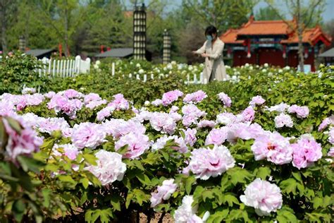 Die Peony Garden von Heze – Ein farbenfrohes Paradies für Blumenliebhaber!