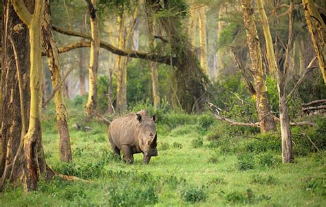 Der Ujung Kulon Nationalpark - Ein Paradies für bedrohte Tierarten und Naturliebhaber!